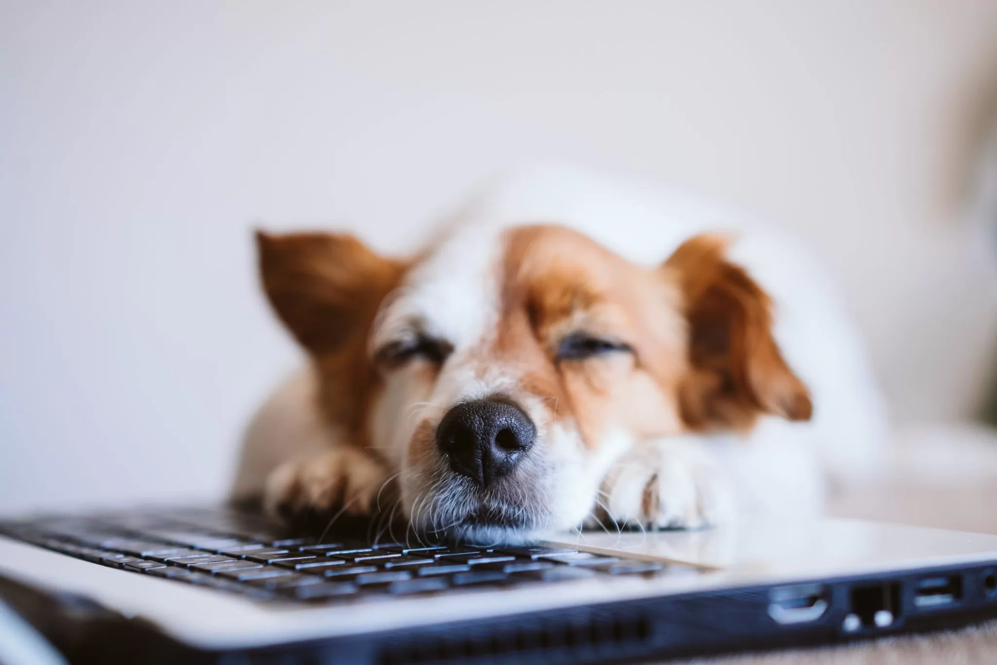Ein Hund der auf einer Tastatur schlaft