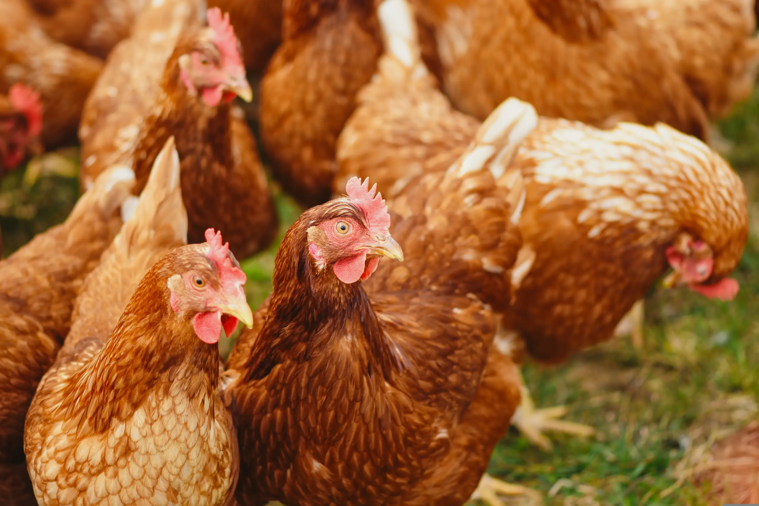 Braune Hühner die auf einer Wiese stehen. Pouletfleisch