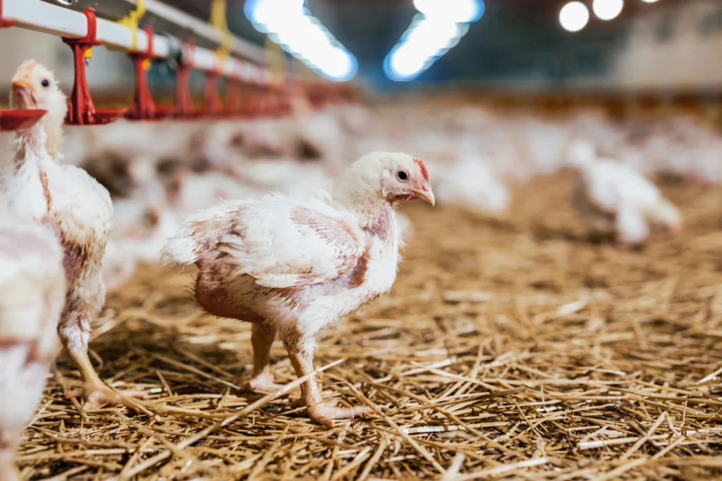 Ein kleines Huhn auf Stroh in einem Hühnerstall