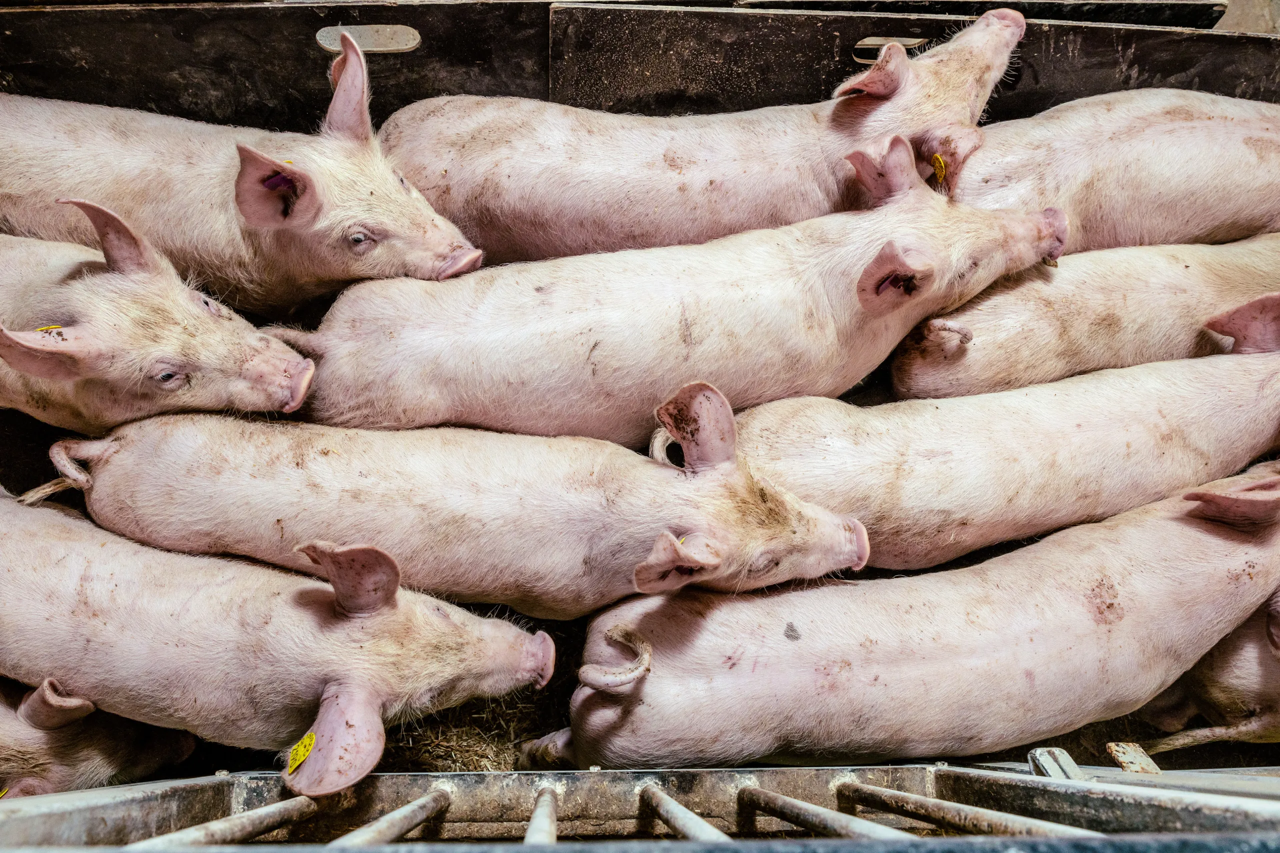 Eine Gruppe Schweine die von oben in einem Stall