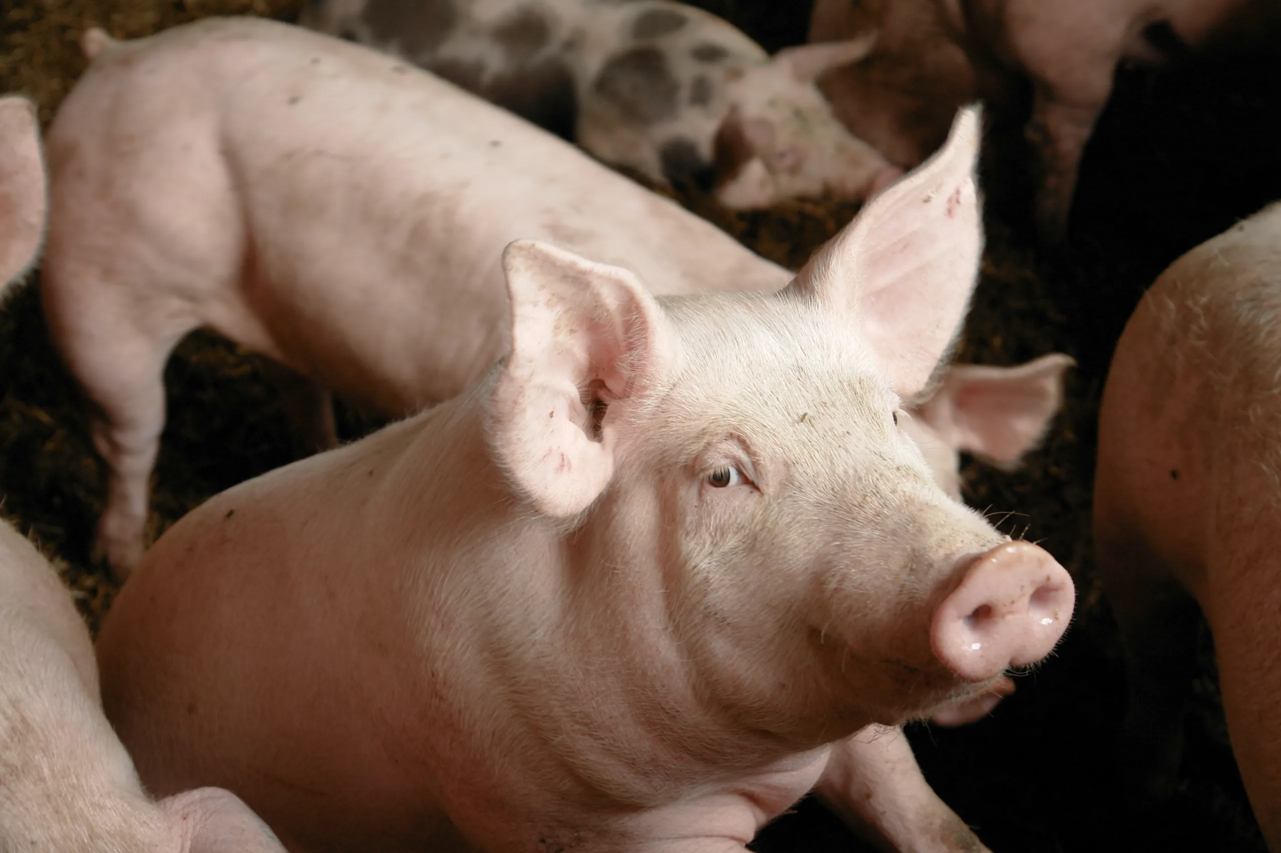 Nahaufnahme eines rosa Schweins inmitten einer Gruppe von Schweinen im Stall
