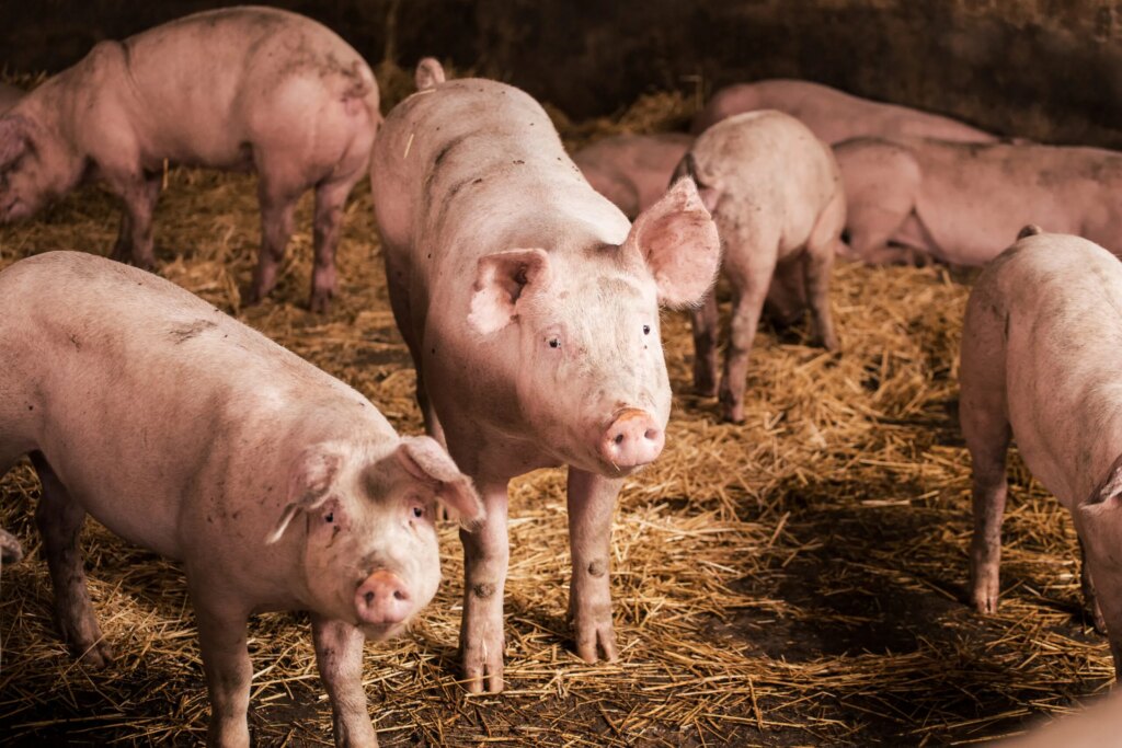 Nahaufnahmen von Schweinen in einem Schweinestall auf einem Bauernhof.