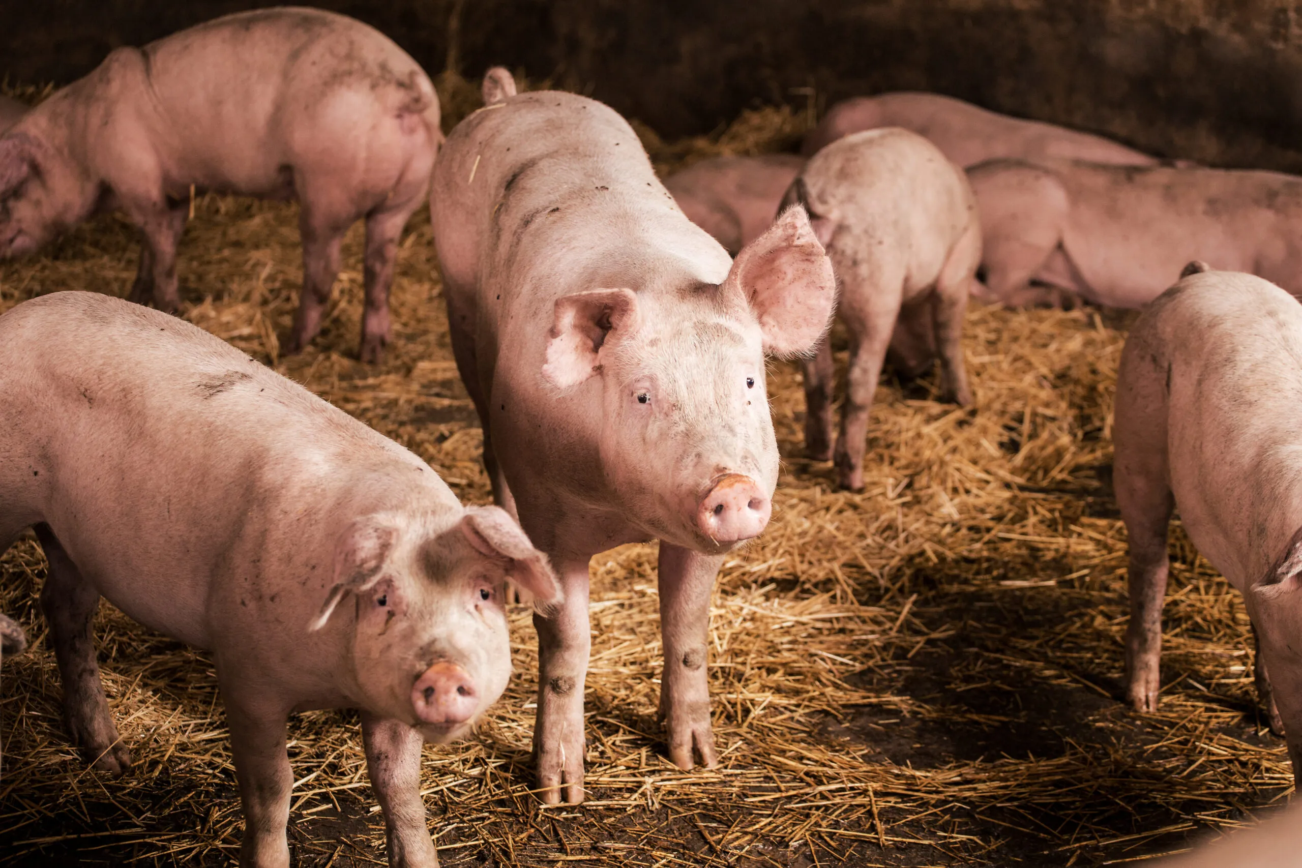 Nahaufnahmen von Schweinen in einem Schweinestall auf einem Bauernhof.