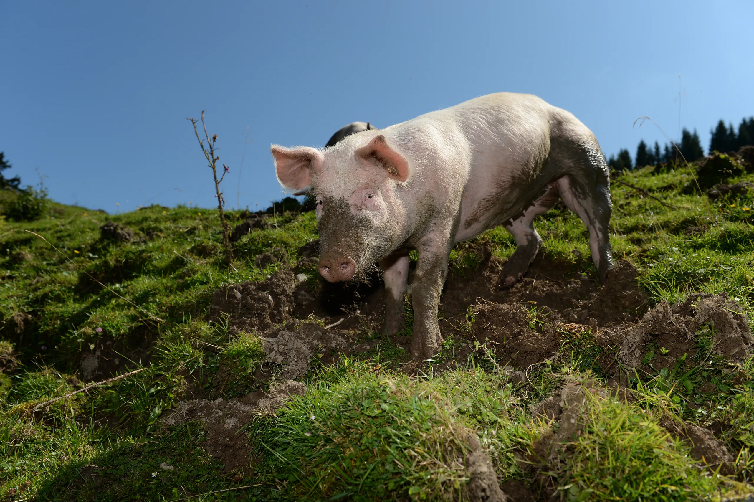 Alpschwein in den Alpen