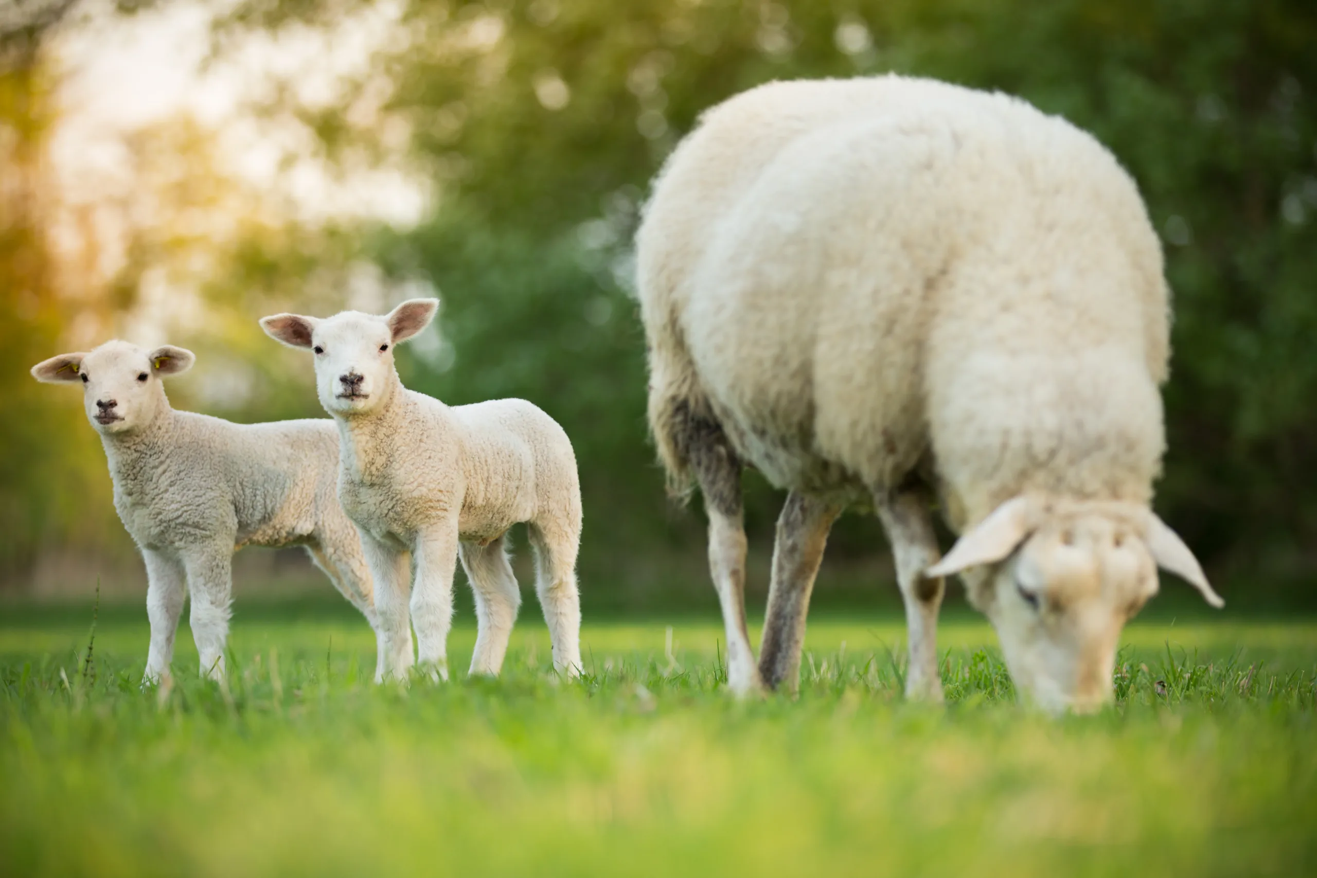 Zwei Babyschafe und die Mutter auf einer Wiese