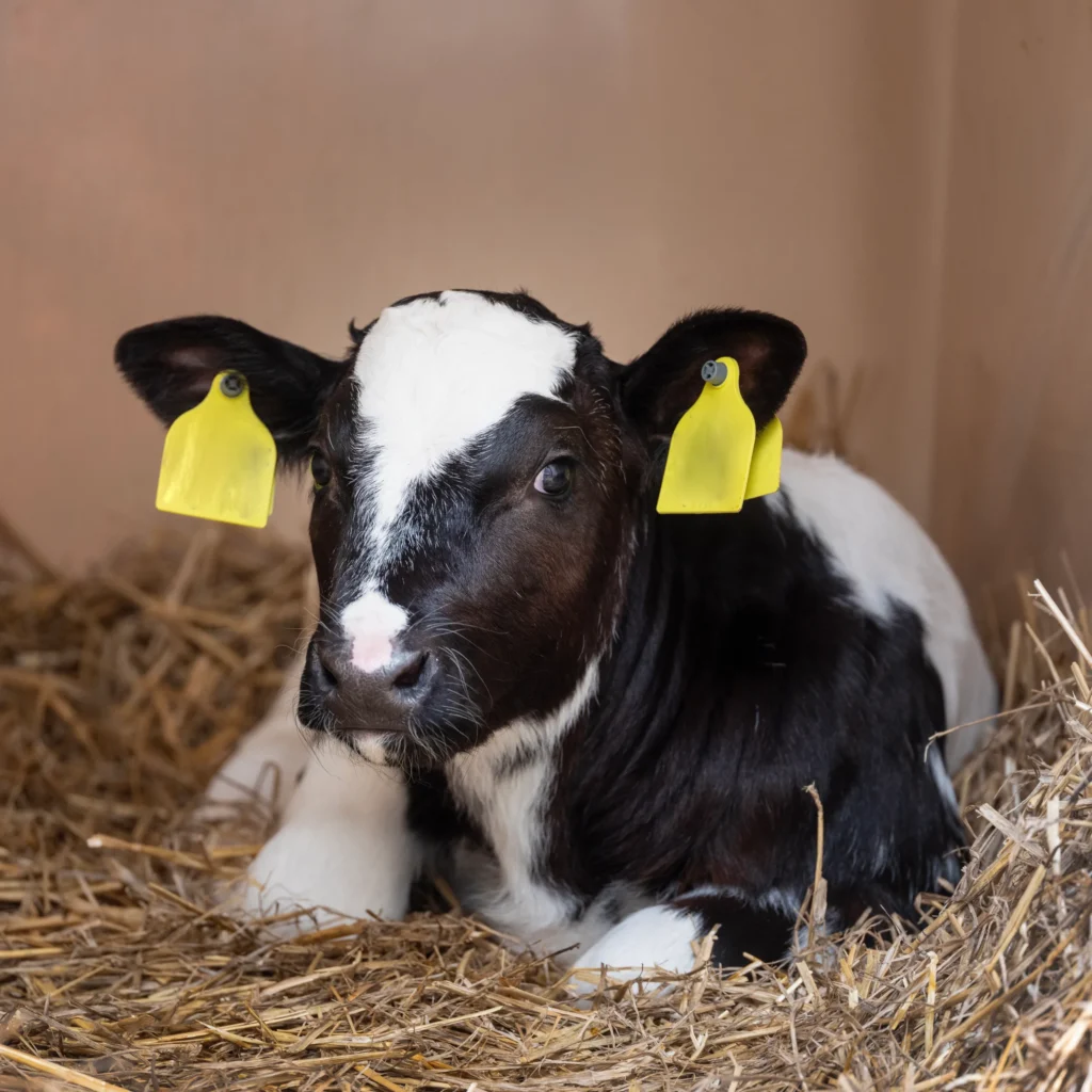 Kalb das im Stroh sitzt