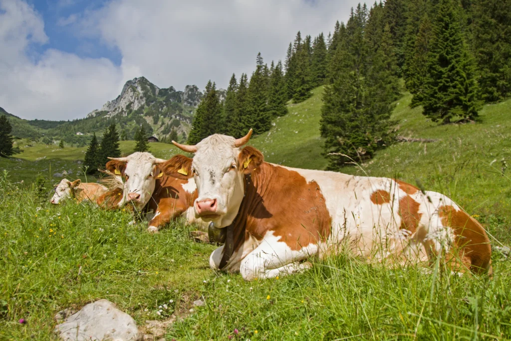 Drei Kühe die in den Bergen auf einer schönen grünen Wiese sitzen.